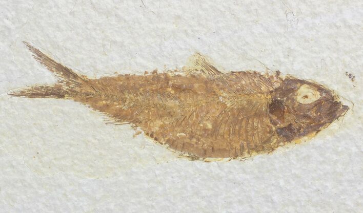 Knightia Fossil Fish - Wyoming #71026